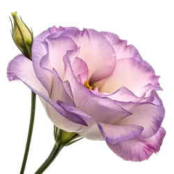 Imagen PNG para descargar